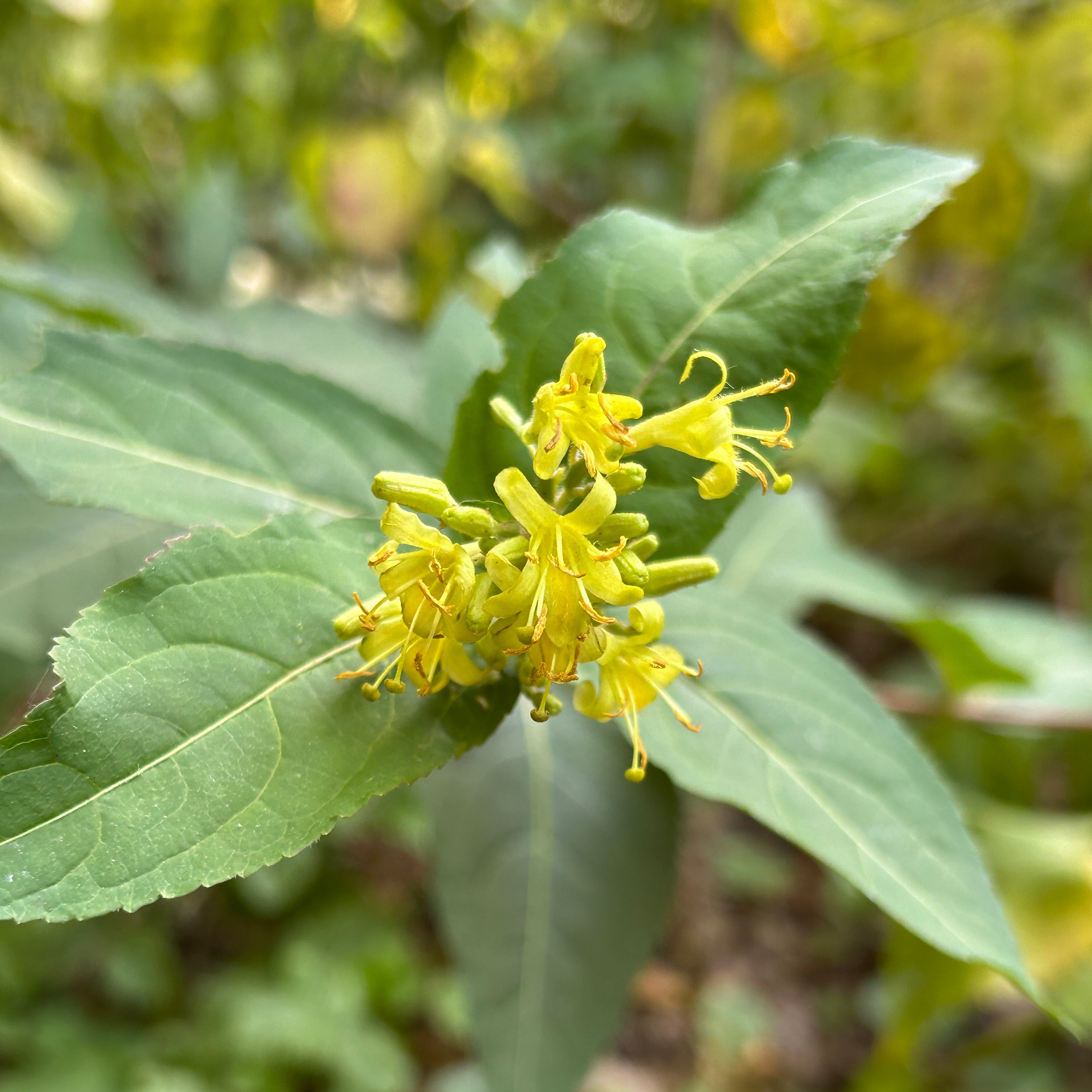 Diervilla lonicera