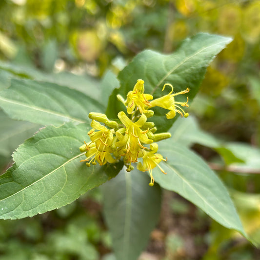 Diervilla lonicera