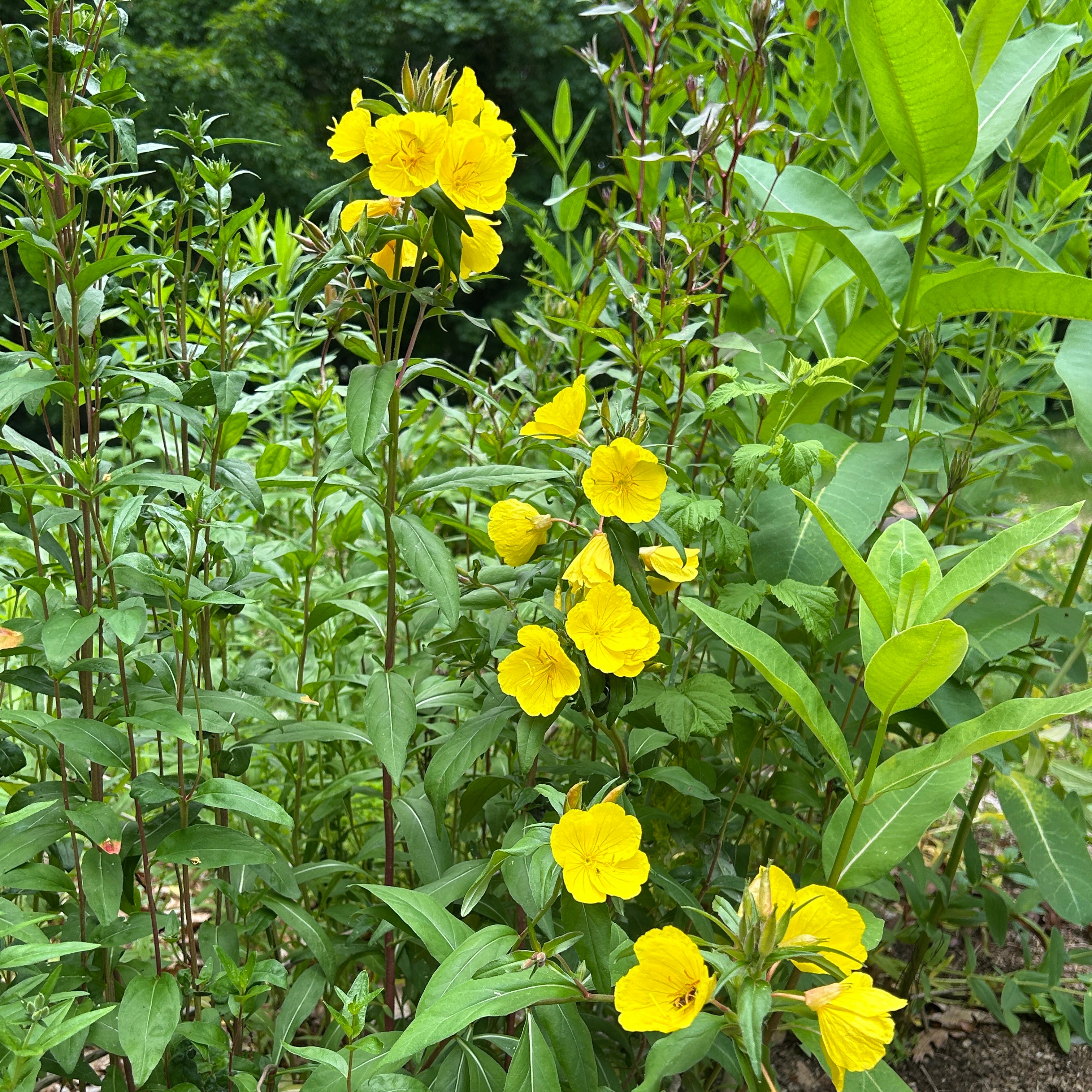 Oenothera fruticosa var. fruticosa