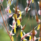 Sorghastrum nutans