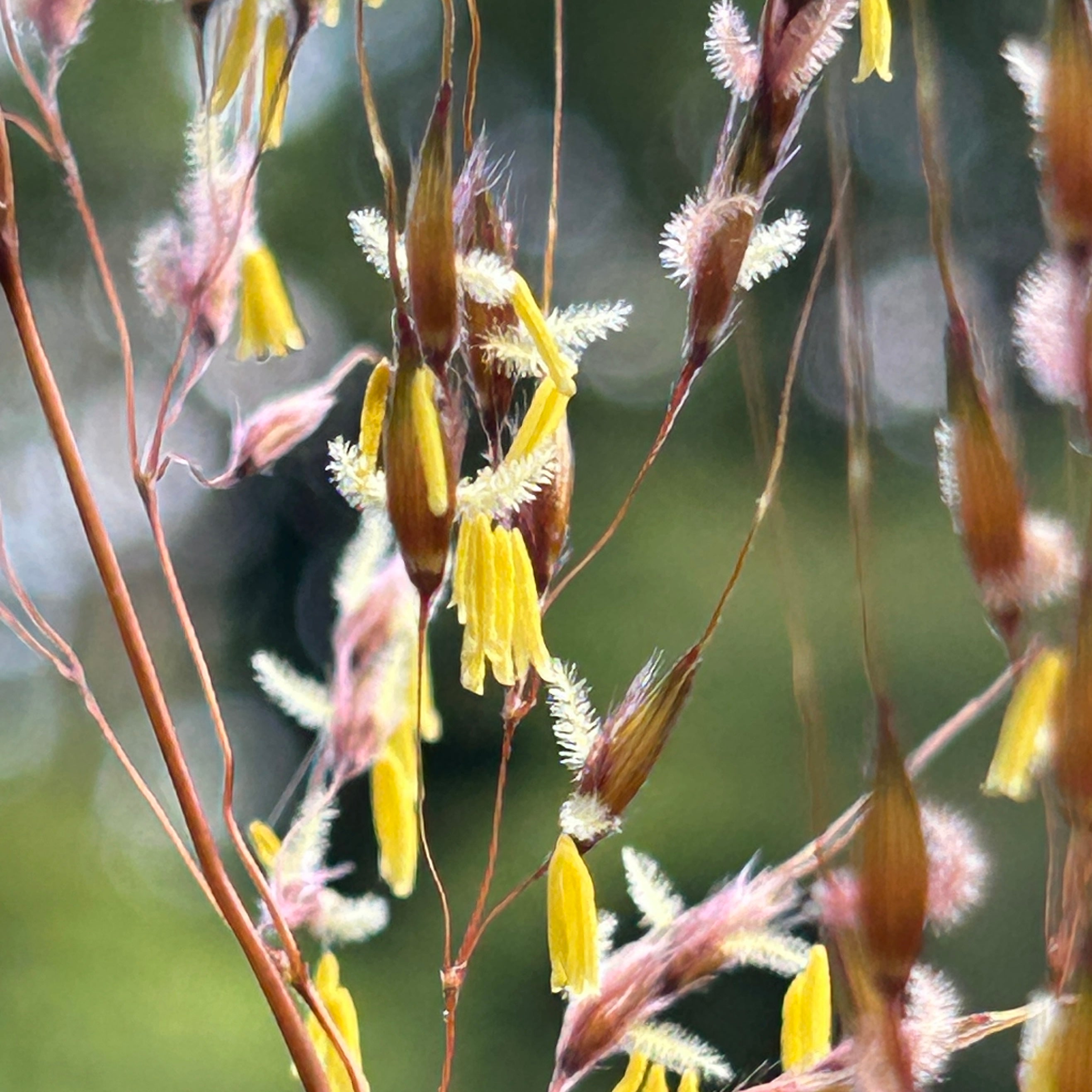 Sorghastrum nutans