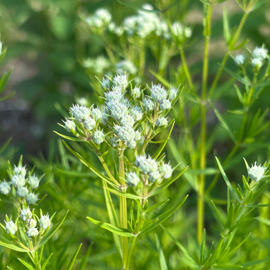 Pycnanthemum tenuifolium