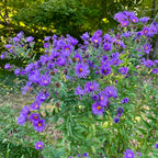 Symphyotrichum novae-angliae