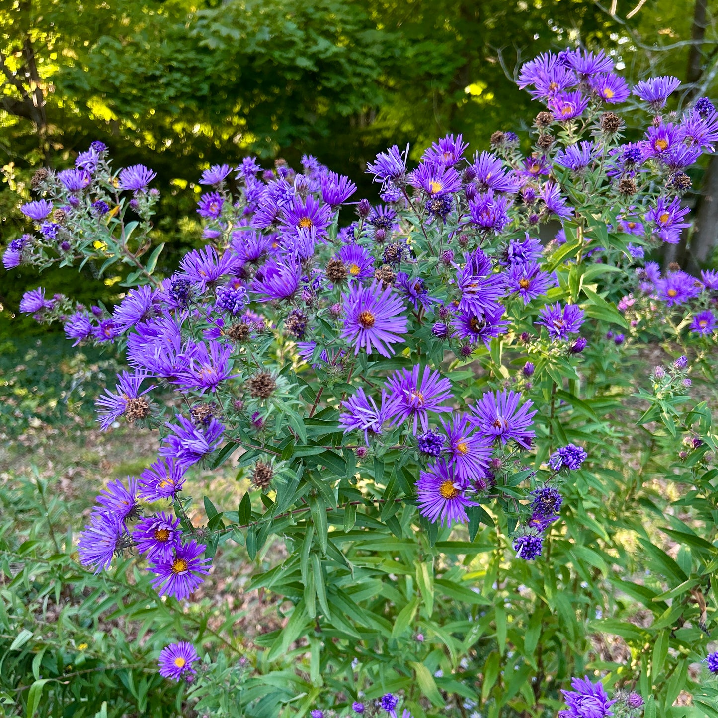 Symphyotrichum novae-angliae
