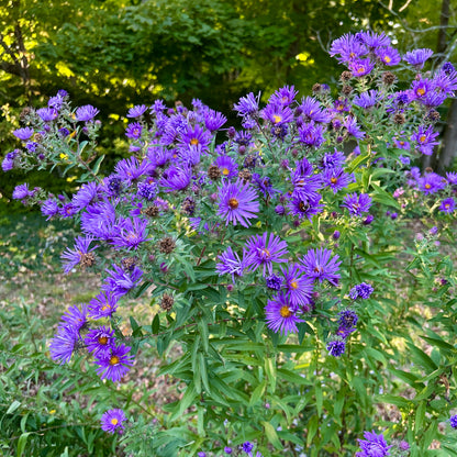 Symphyotrichum novae-angliae