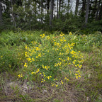 Baptisia tinctoria