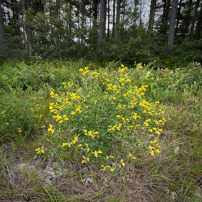 Baptisia tinctoria