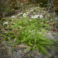 Achillea millefolium