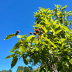 Cephalanthus occidentalis