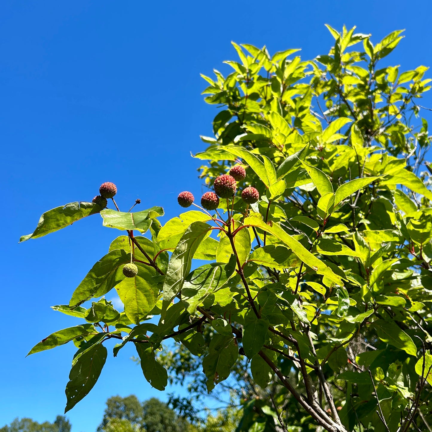 Cephalanthus occidentalis