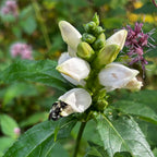 Chelone glabra