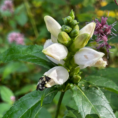 Chelone glabra