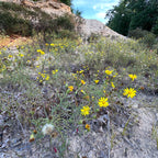 Pityopsis falcata