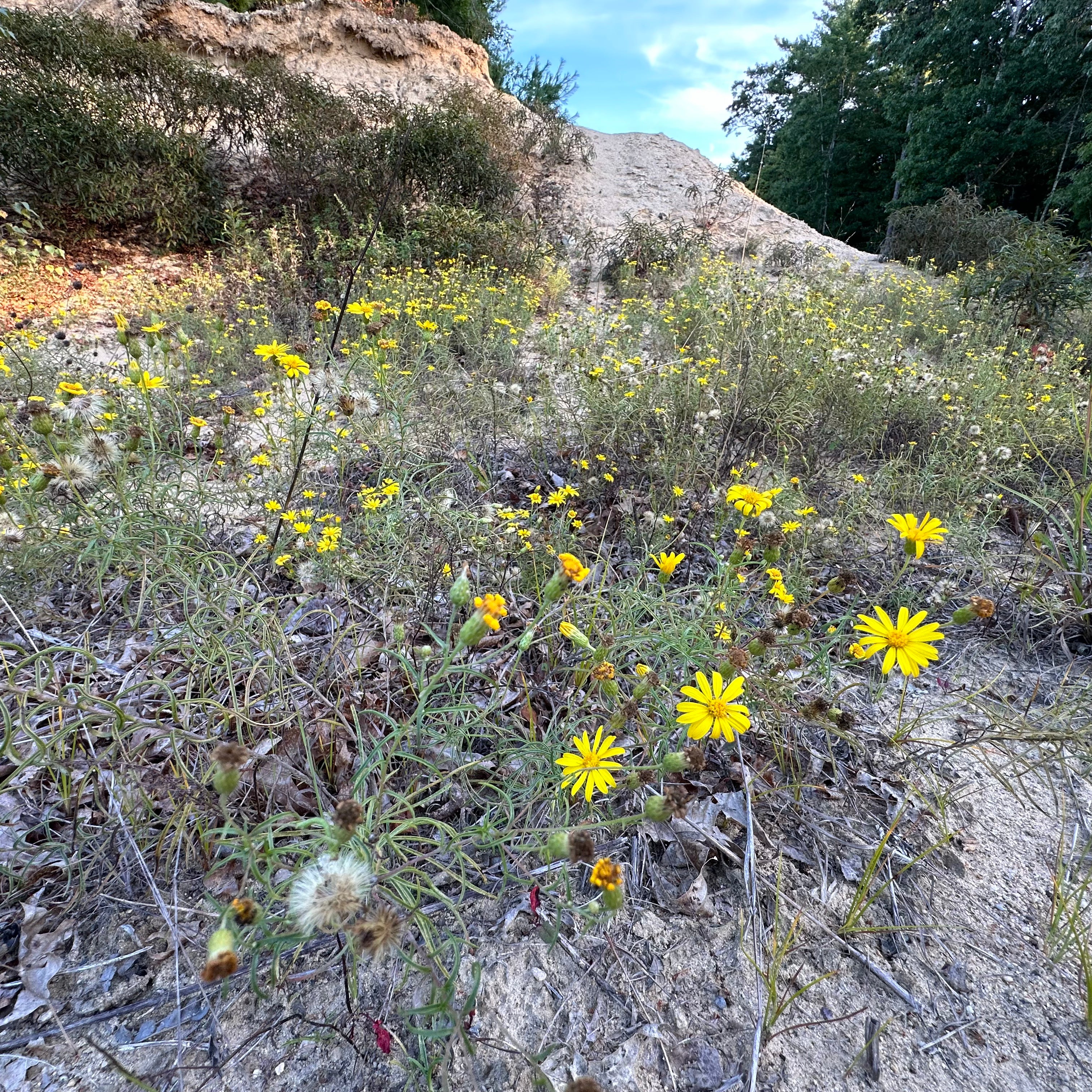 Pityopsis falcata