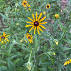 Rudbeckia hirta