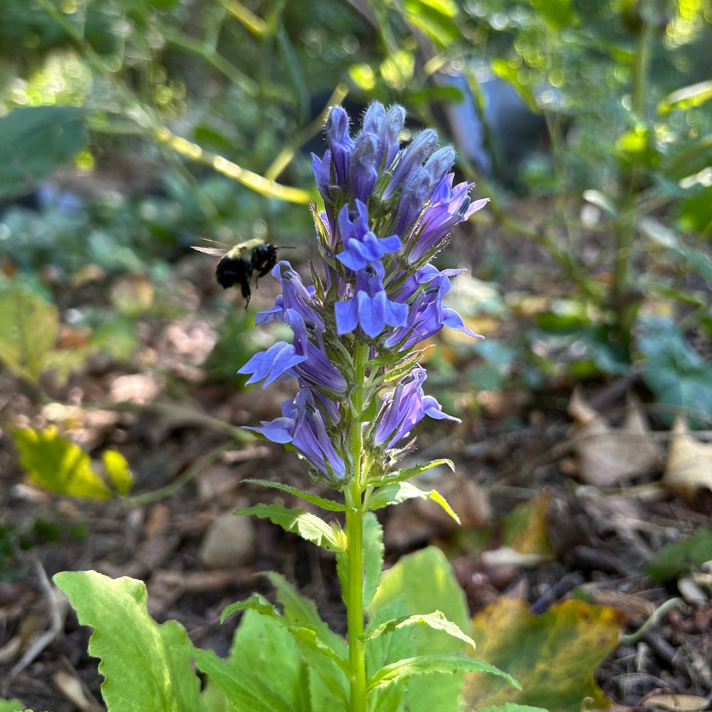 Lobelia siphilitica