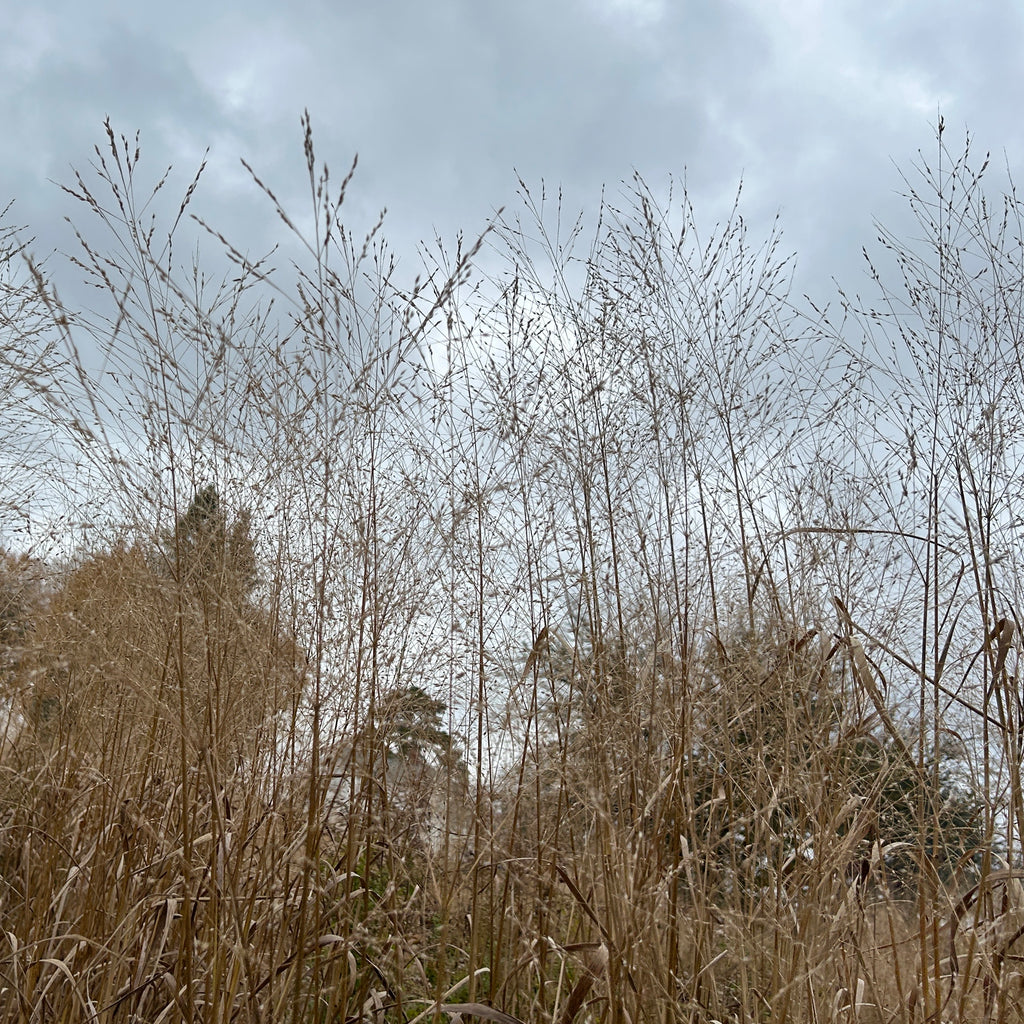 Panicum virgatum