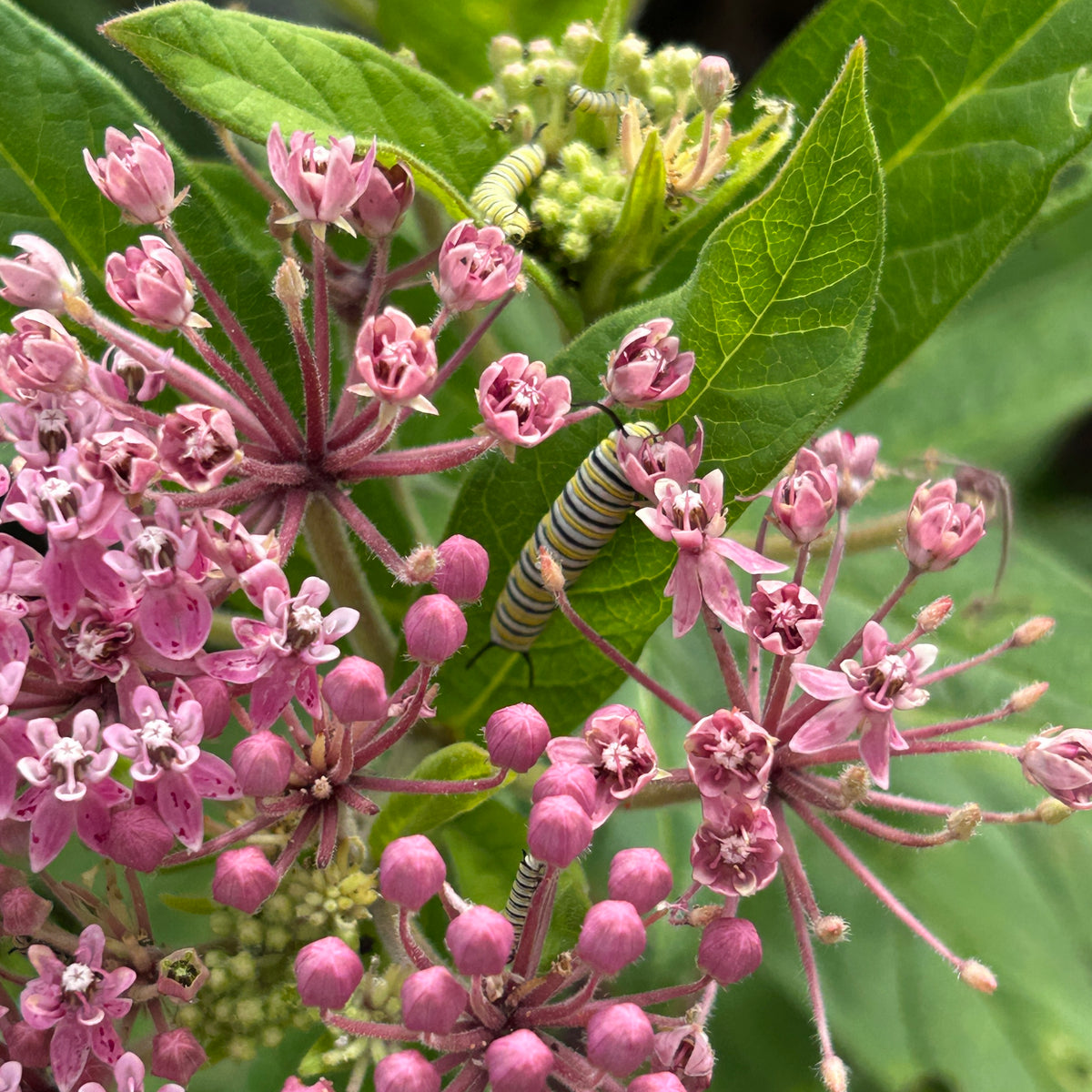 Asclepias incarnata