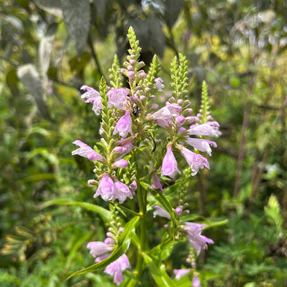 Physostegia virginiana