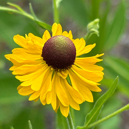 Helenium flexuosum