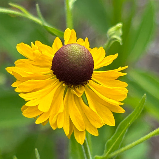 Helenium flexuosum