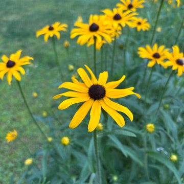 Rudbeckia hirta