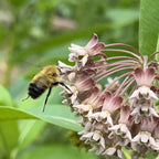 Asclepias syriaca