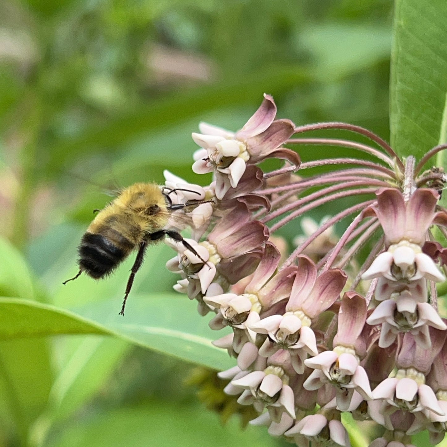 Asclepias syriaca
