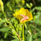 Oenothera biennis