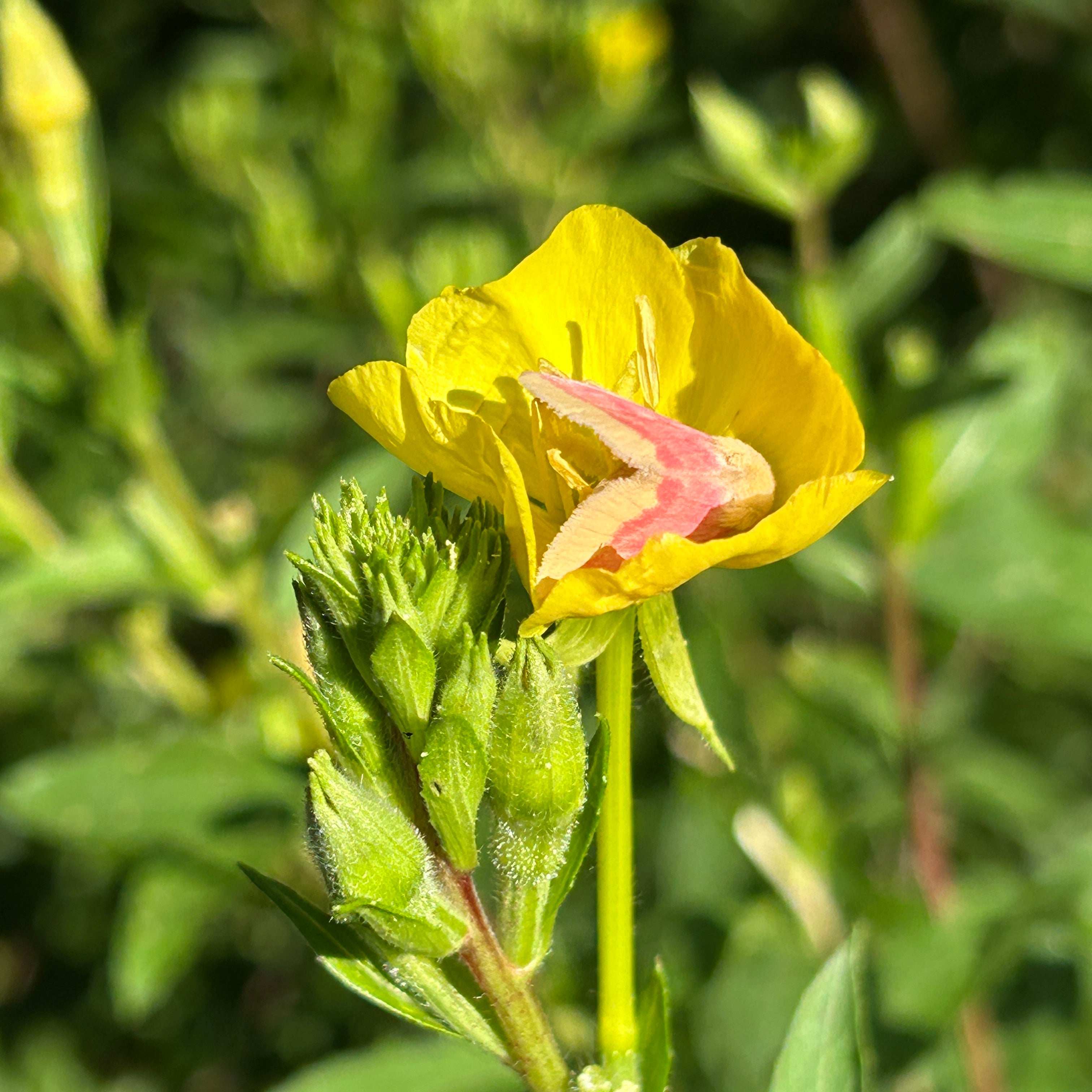 Oenothera biennis