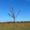 Andropogon gerardii