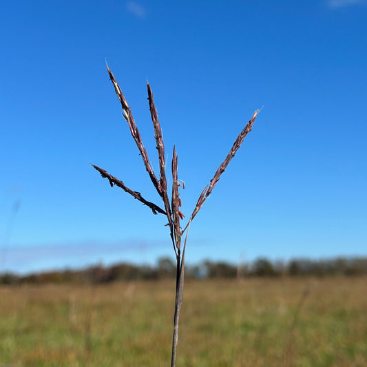 Andropogon gerardii