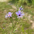 Symphyotrichum laeve