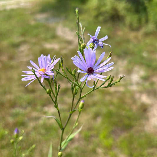Symphyotrichum laeve