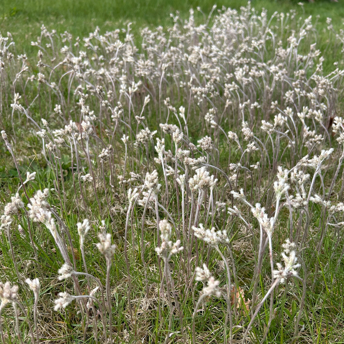 Antennaria neglecta