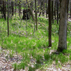 Agrostis perennans