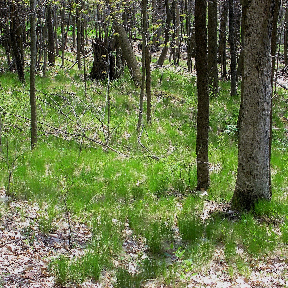 Agrostis perennans