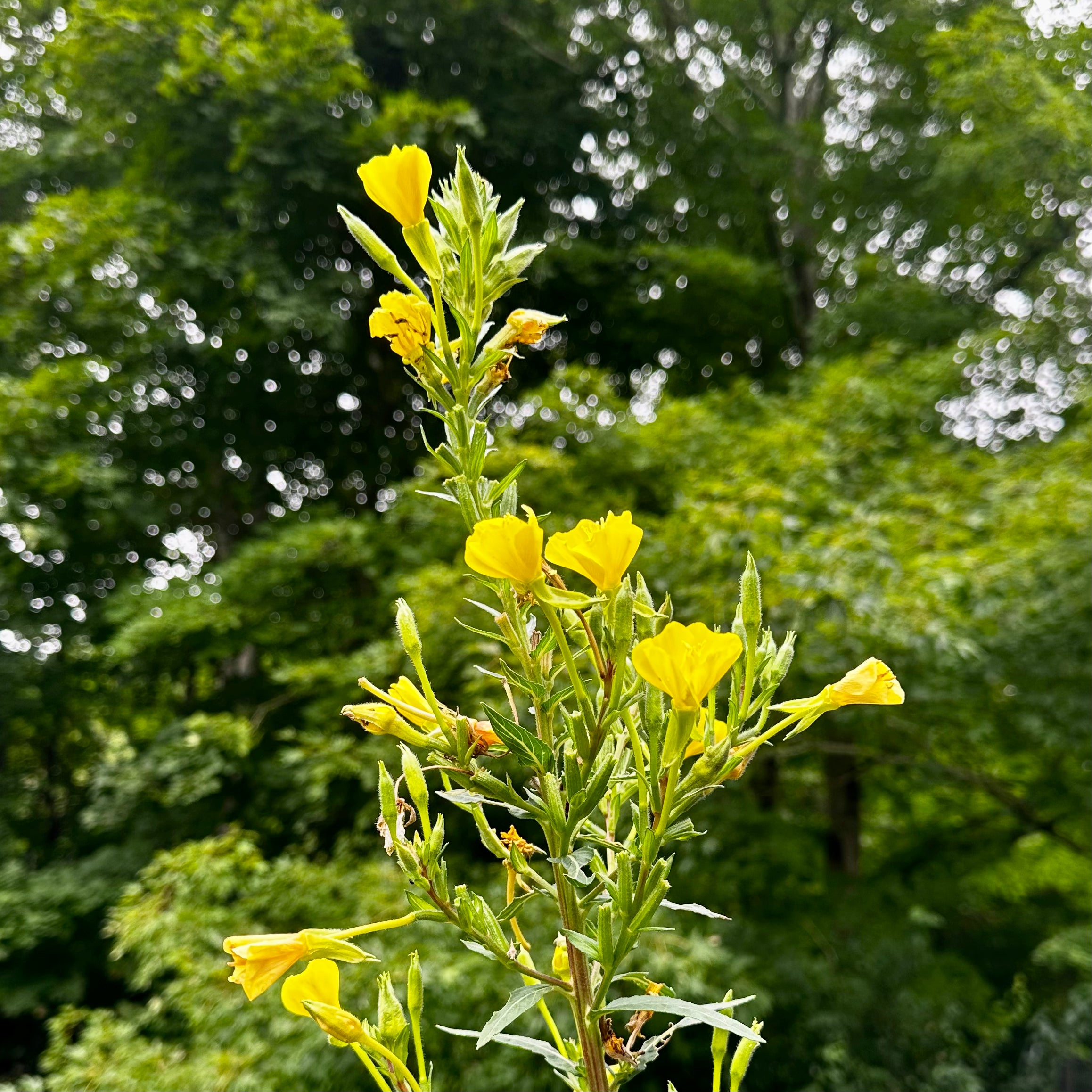 Oenothera biennis