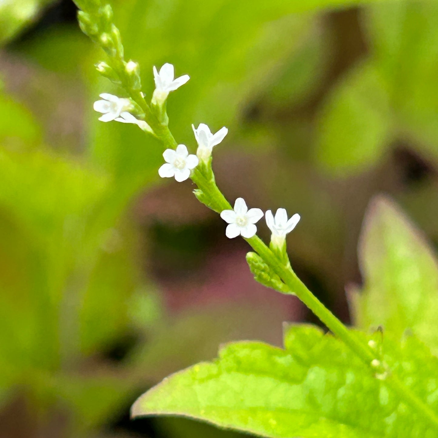 Verbena urticifolia