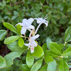 Rhododendron viscosum