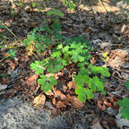 Aquilegia canadensis