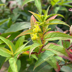 Diervilla lonicera