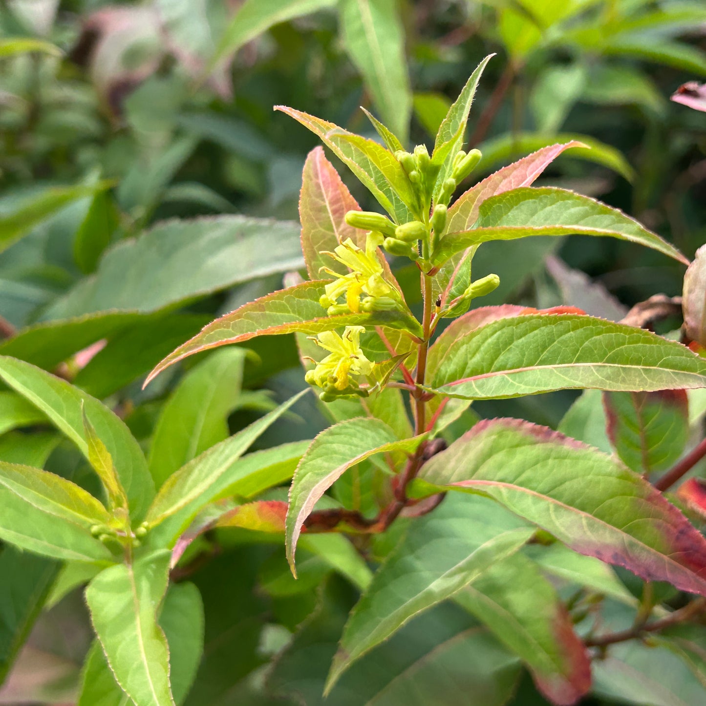 Diervilla lonicera