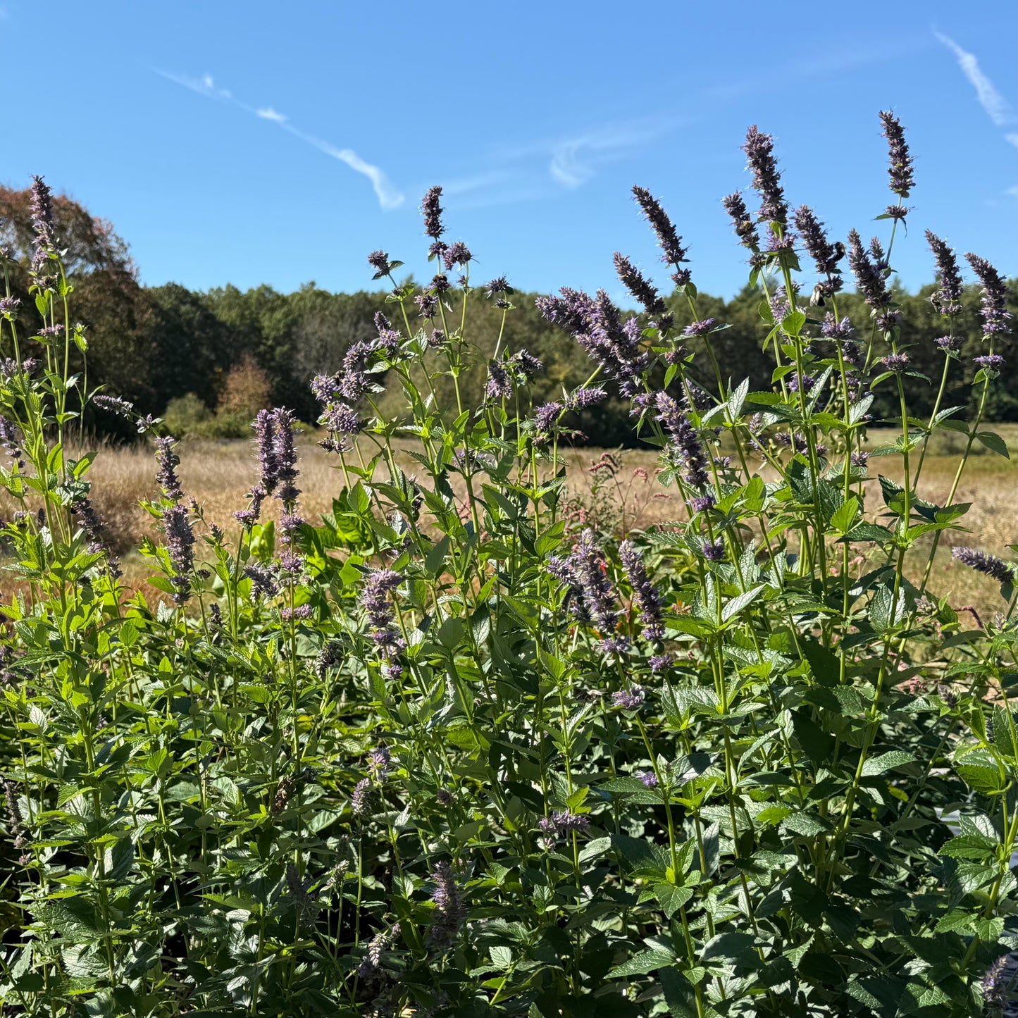 Agastache foeniculum