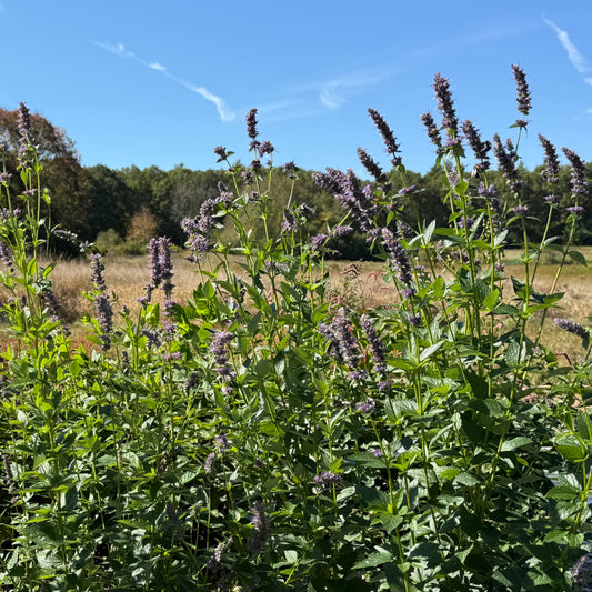 Agastache foeniculum