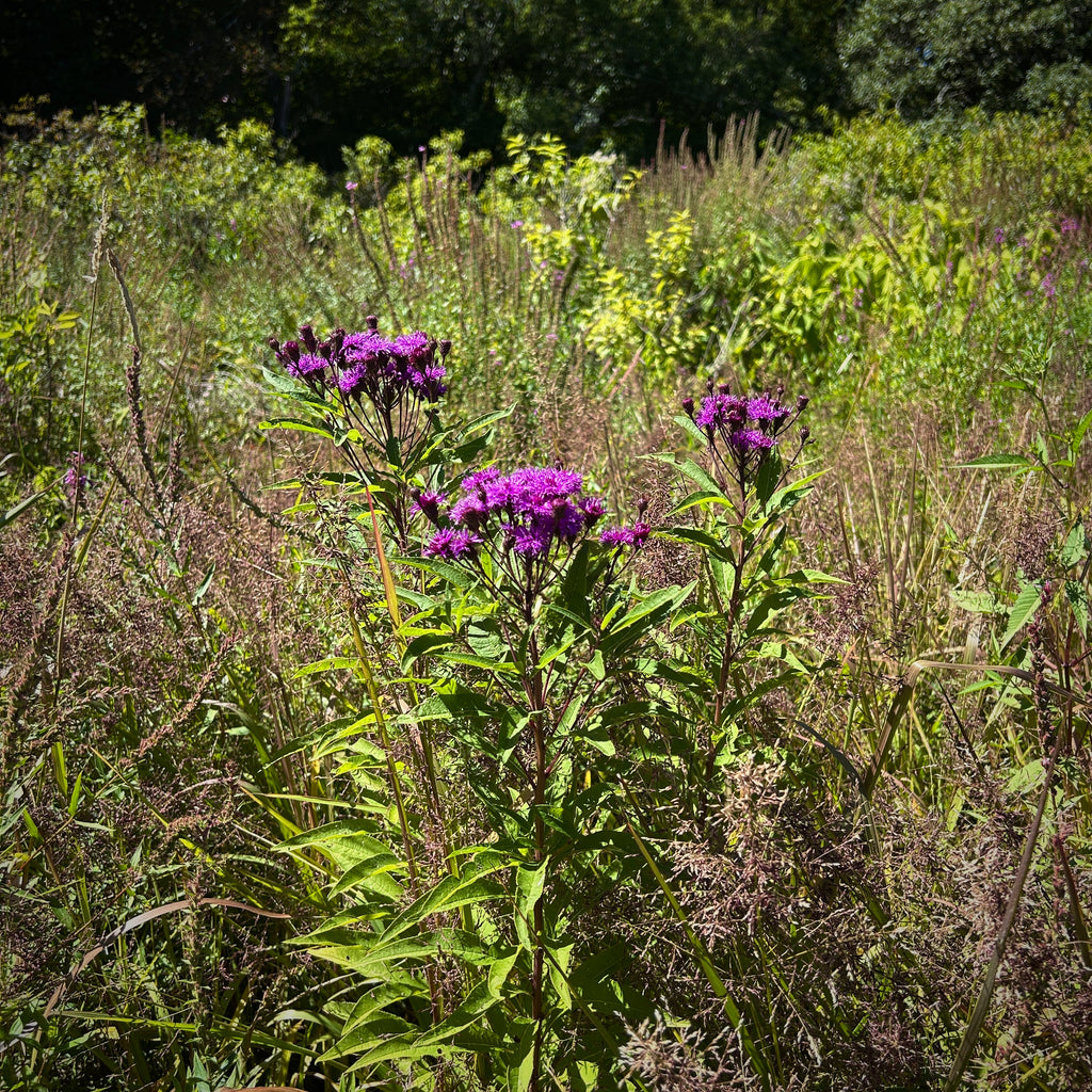Vernonia noveboracensis