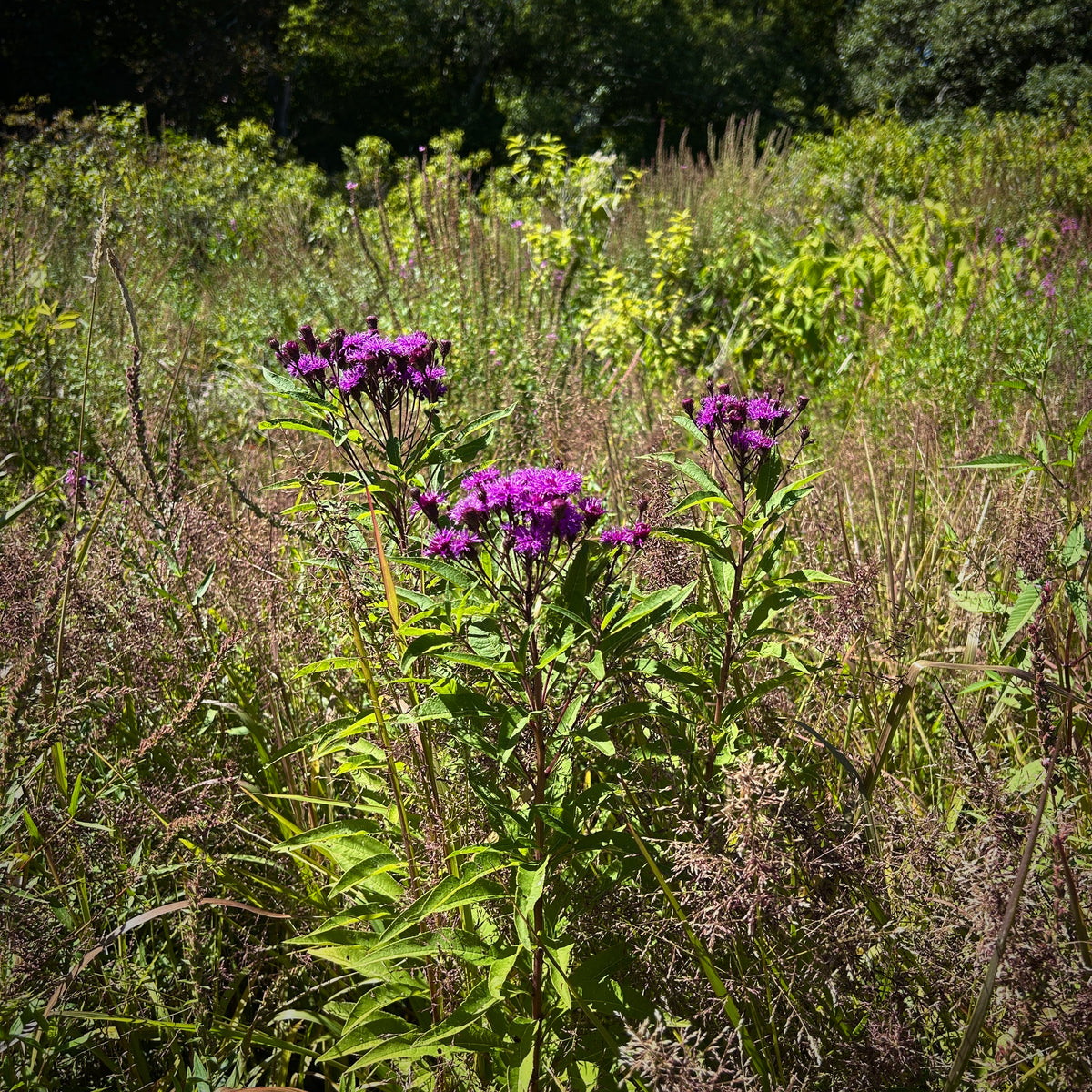 Vernonia noveboracensis