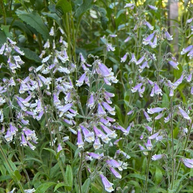 Penstemon hirsutus