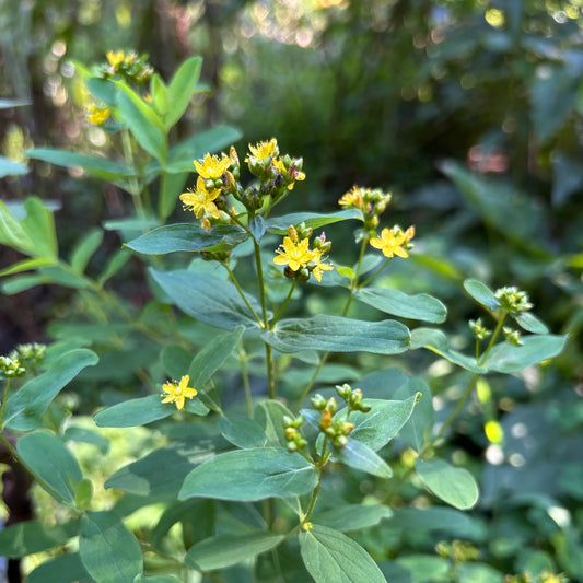 Hypericum punctatum