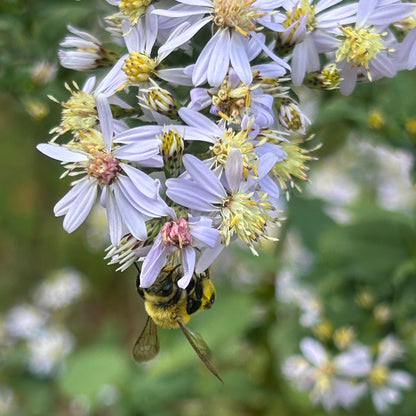 Symphyotrichum cordifolium